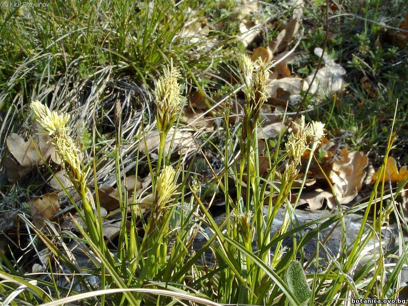 Carex caryophyllea