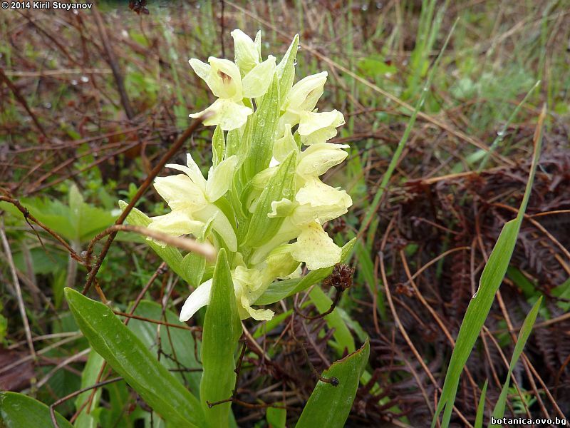 Dactylorhiza sambucina