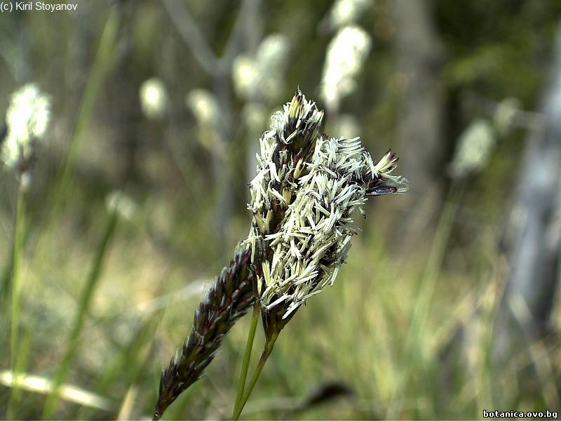 Alopecurus arundinaceus Alopecurus arundinaceus