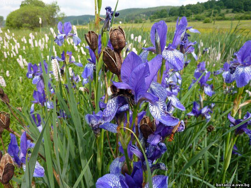 Iris sibirica