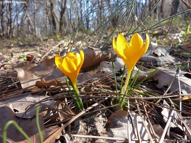 Crocus chrysanthus