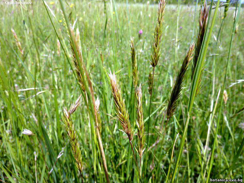 Anthoxanthum odoratum Anthoxanthum odoratum
