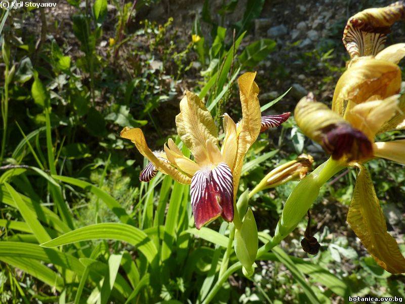 Iris variegata
