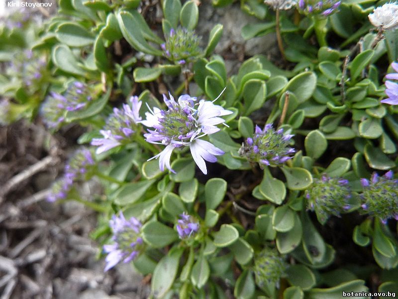 Globularia cordifolia