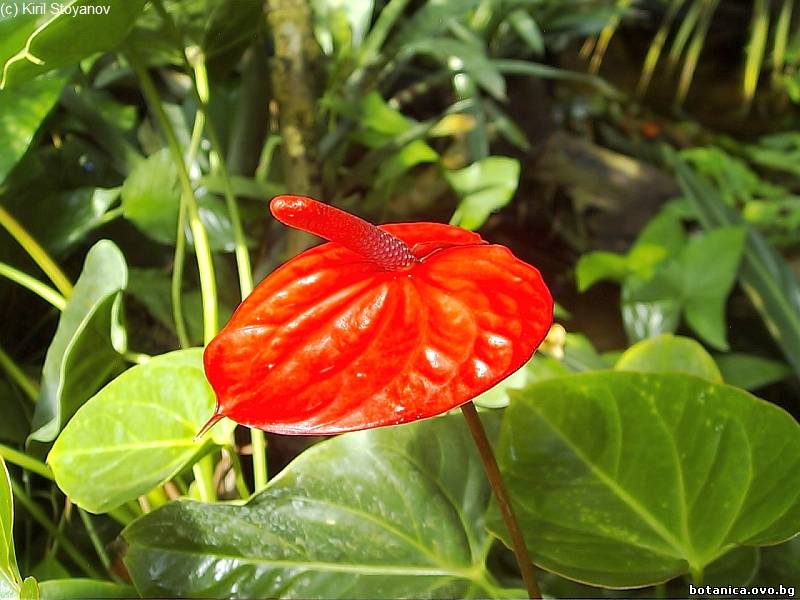 Anthurium andreanum Anthurium andreanum