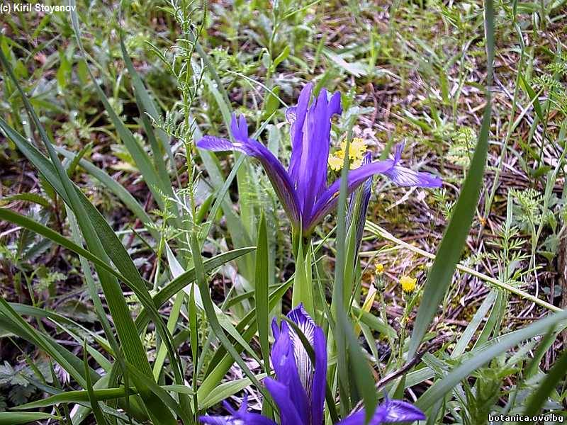 Raycheva, Stoyanov & Denev. 2011. Genetic diversity and molecular taxonomy study of three genera from Iridaceae