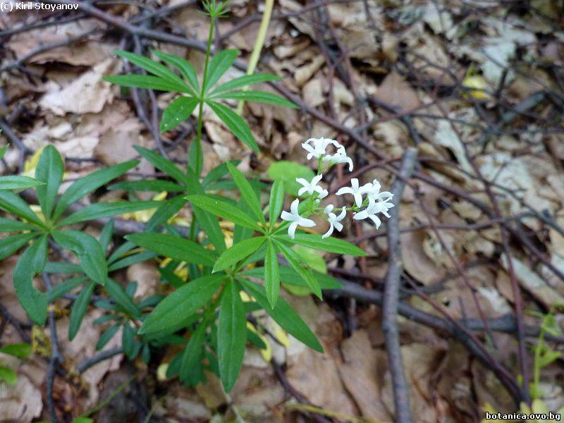 Galium odoratum
