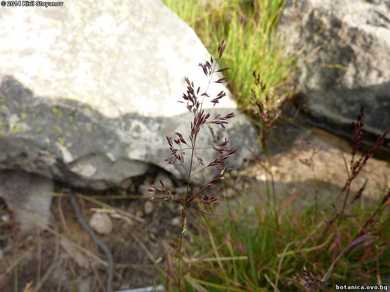 Agrostis rupestris Agrostis rupestris