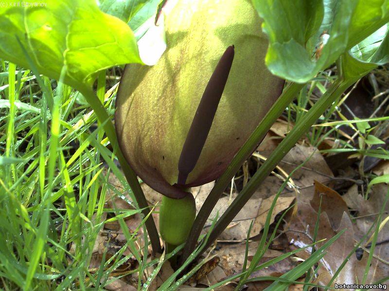 галерия Araceae