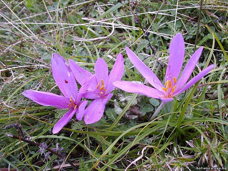 Colchicum autumnale