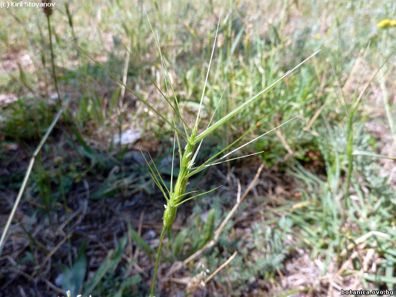 Aegilops triuncialis Aegilops triuncialis