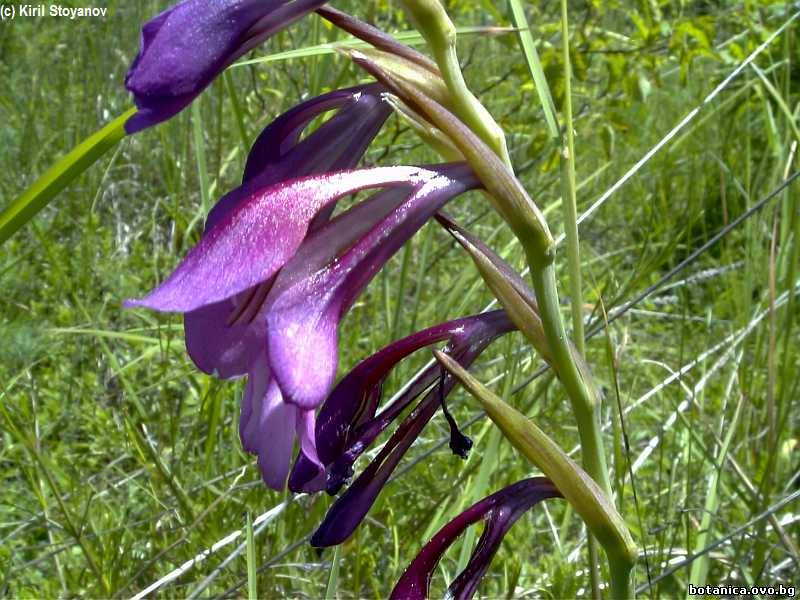 Gladiolus illyricus