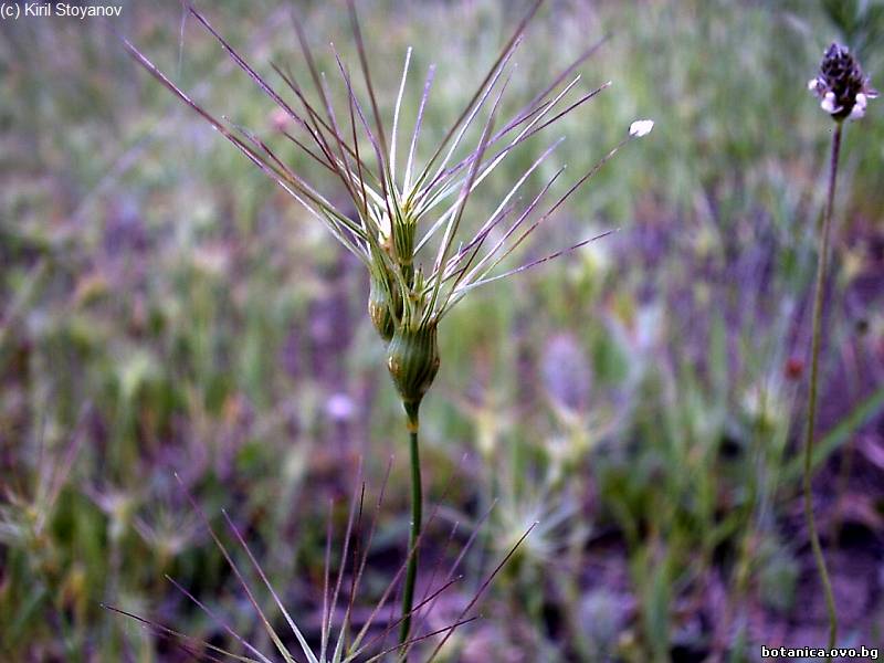 Aegilops geniculata Aegilops geniculata