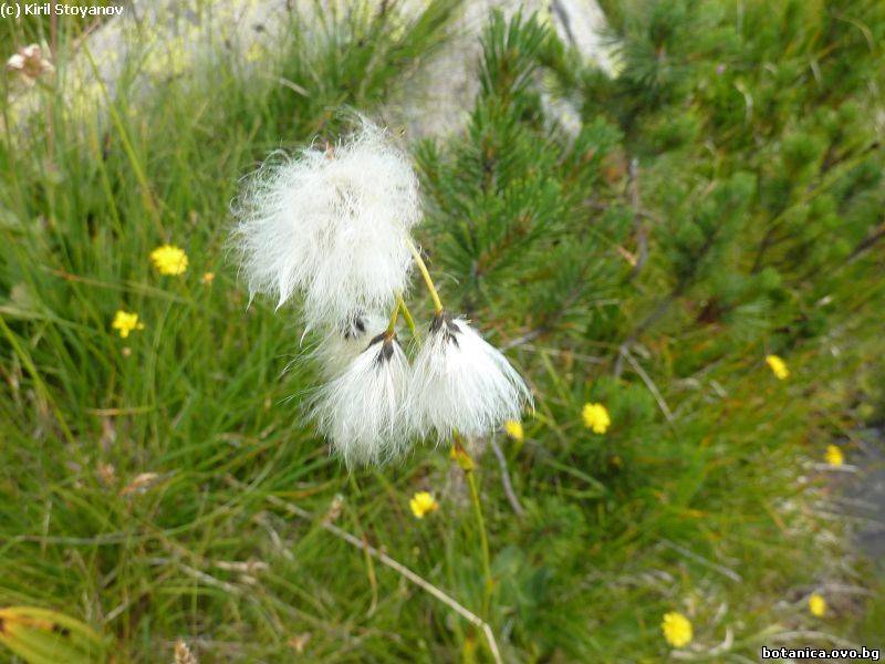 Eriophorum angustifolium
