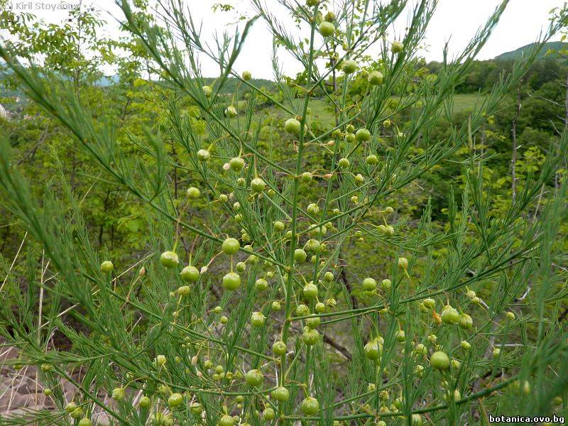 Asparagus tenuifolius
