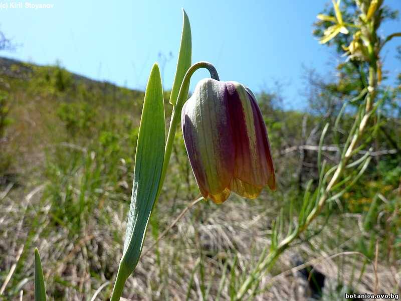Fritillaria gussichiae