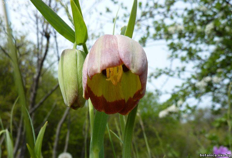 Fritillaria pontica