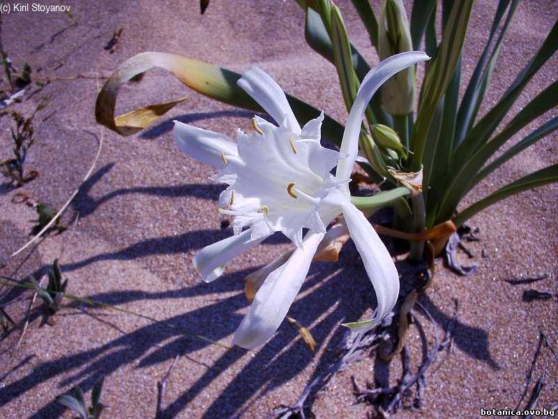 Pancratium maritimum