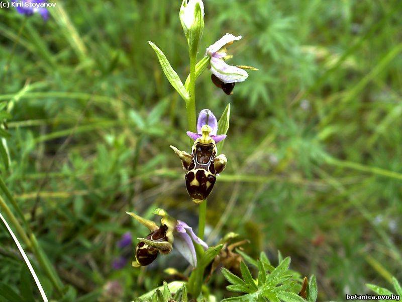 Ophrys scolopax subsp. cornuta