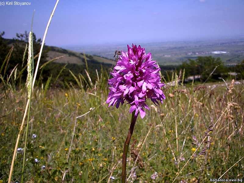 Anacamptis pyramidalis