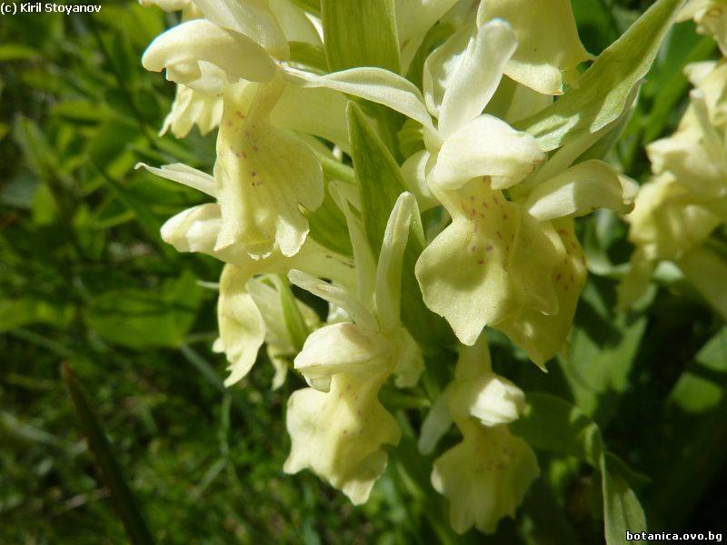 Orchis provincialis