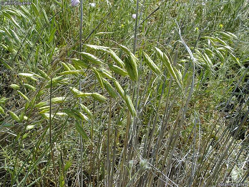 Bromus inermis Bromus inermis