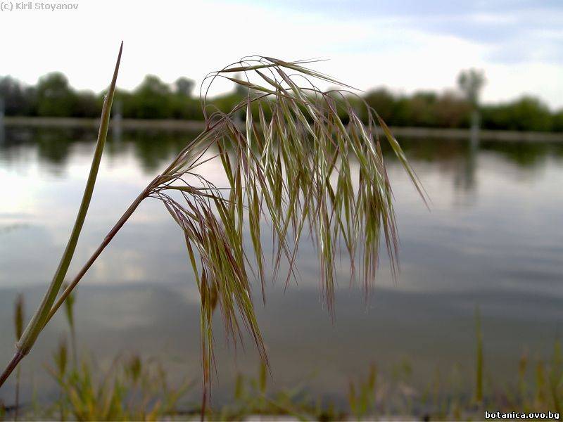 Bromus tectorum Bromus tectorum
