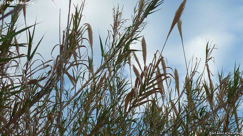 Arundo donax Arundo donax