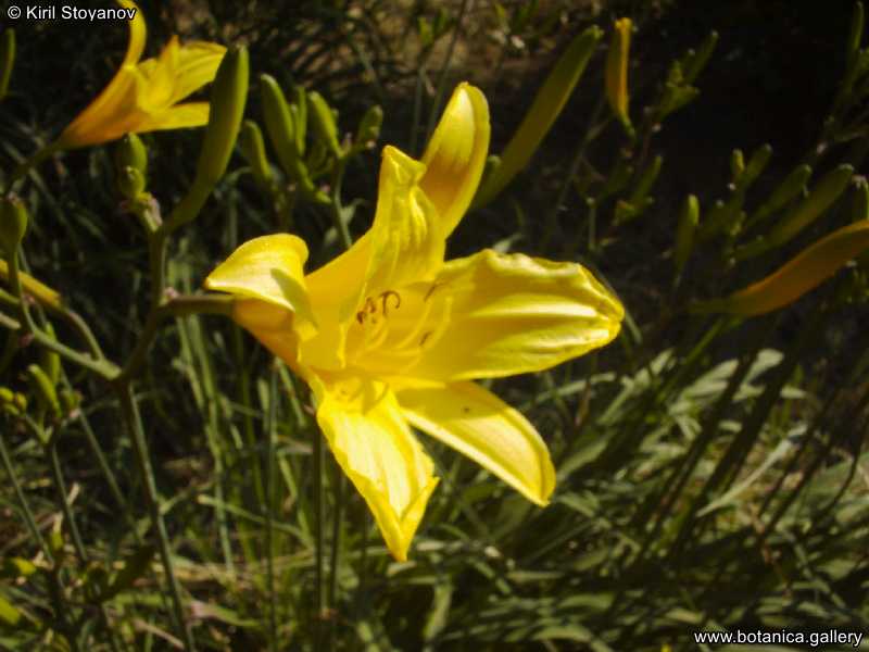 Hemerocallis lilioasphodelus