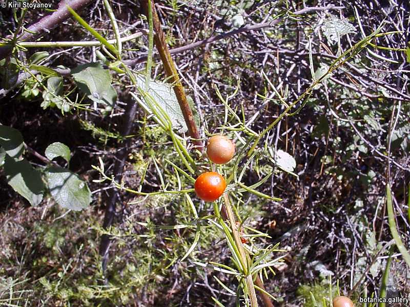 Asparagus verticillatus