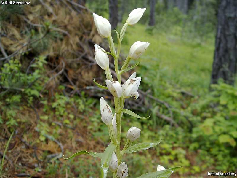 Cephalanthera damasonium
