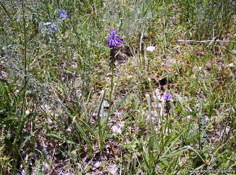 Leopoldia comosa