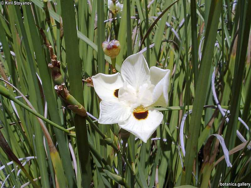 Dietes bicolor