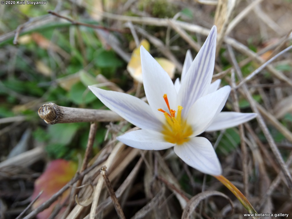 Crocus adamioides