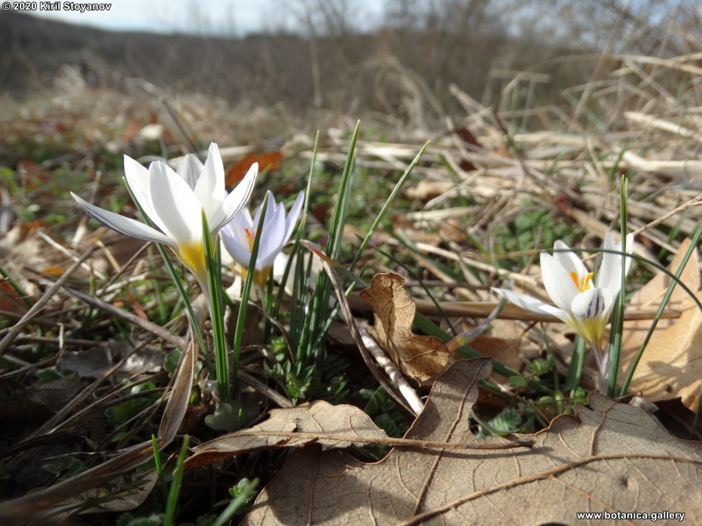 Raycheva, Stoyanov, Naimov, Apostolova-Kuzova, 2021. Crocus adamioides in Bulgarian flora