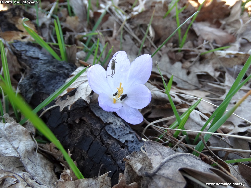 Crocus tommasinianus