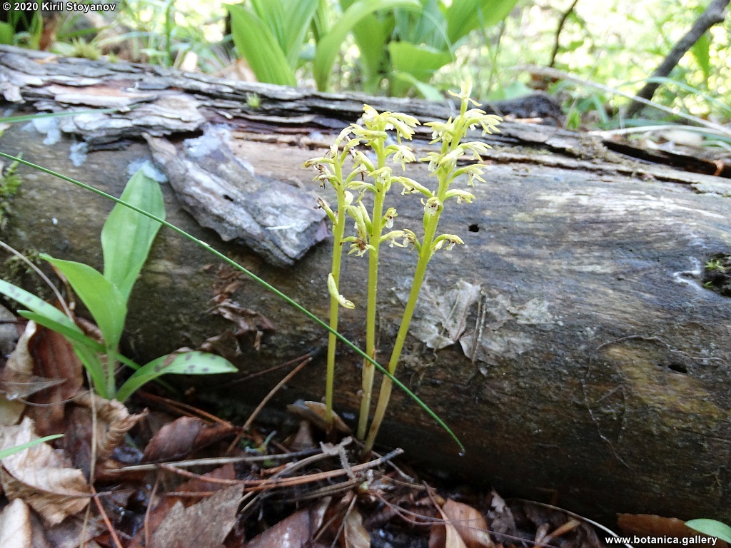 Corallorhiza trifida