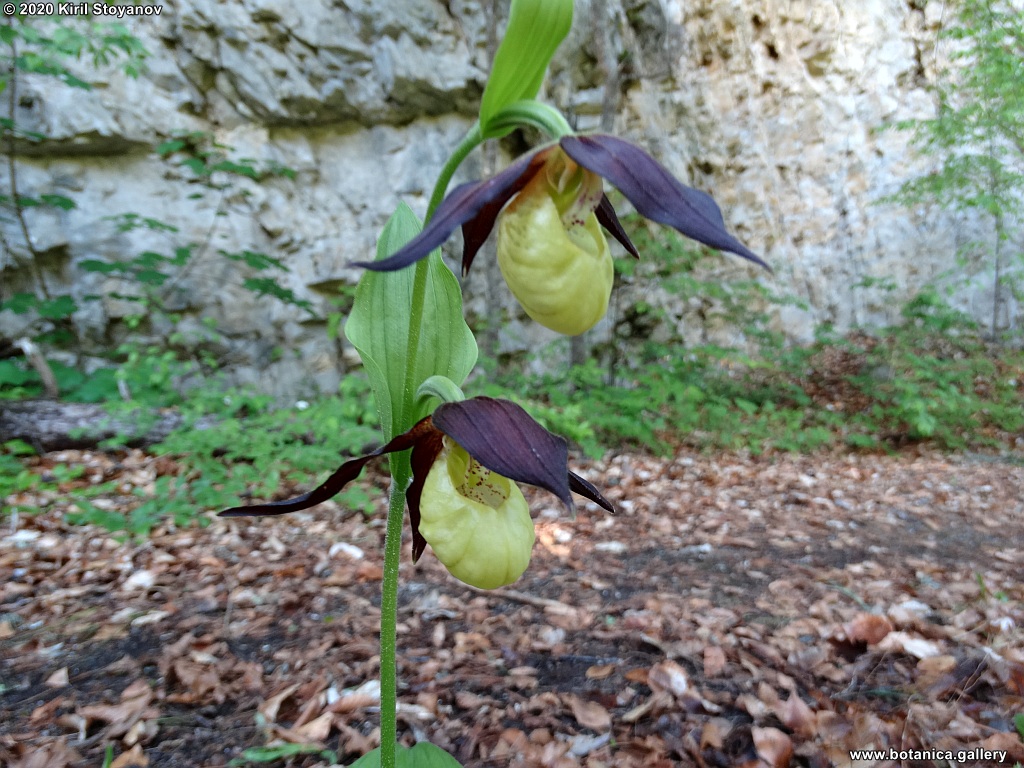 Cypripedium calceolus