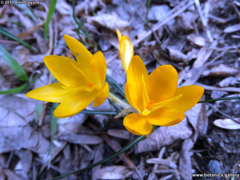 Stoyanov, Vasileva, Stoyanov & Raycheva 2021. Genetic differentiation between species of the genus Crocus based in the isoenzyme analysis