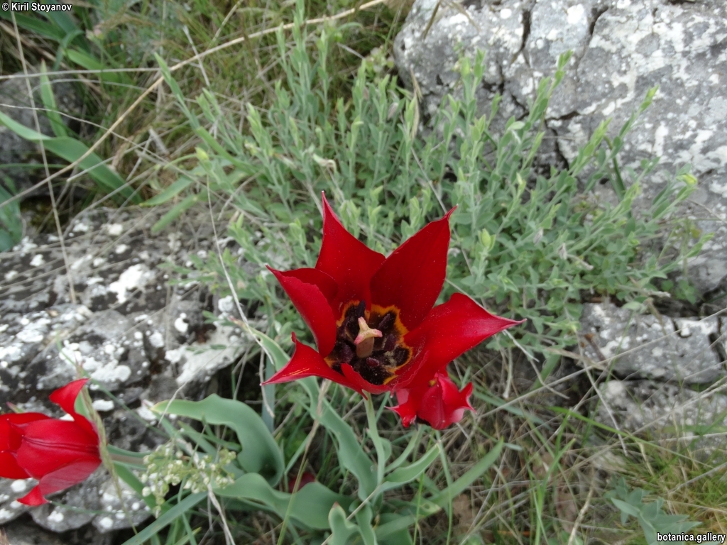 Tulipa rhodopaea