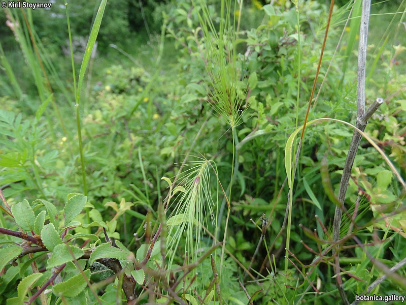 Taeniatherum crinitum