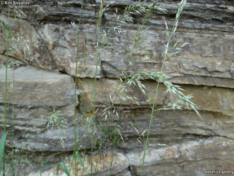 Arrhenatherum elatius Arrhenatherum elatius