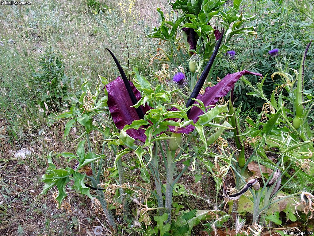 Dracunculus vulgaris Dracunculus vulgaris