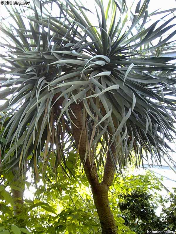 Dracaena draco