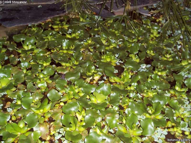 Eichhornia crassipes