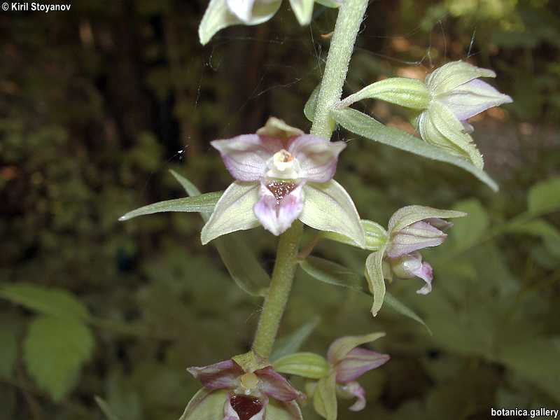 Epipactis purpurata