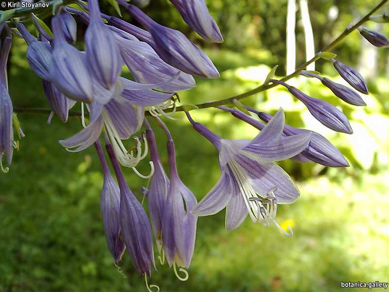 Hosta lancifolia