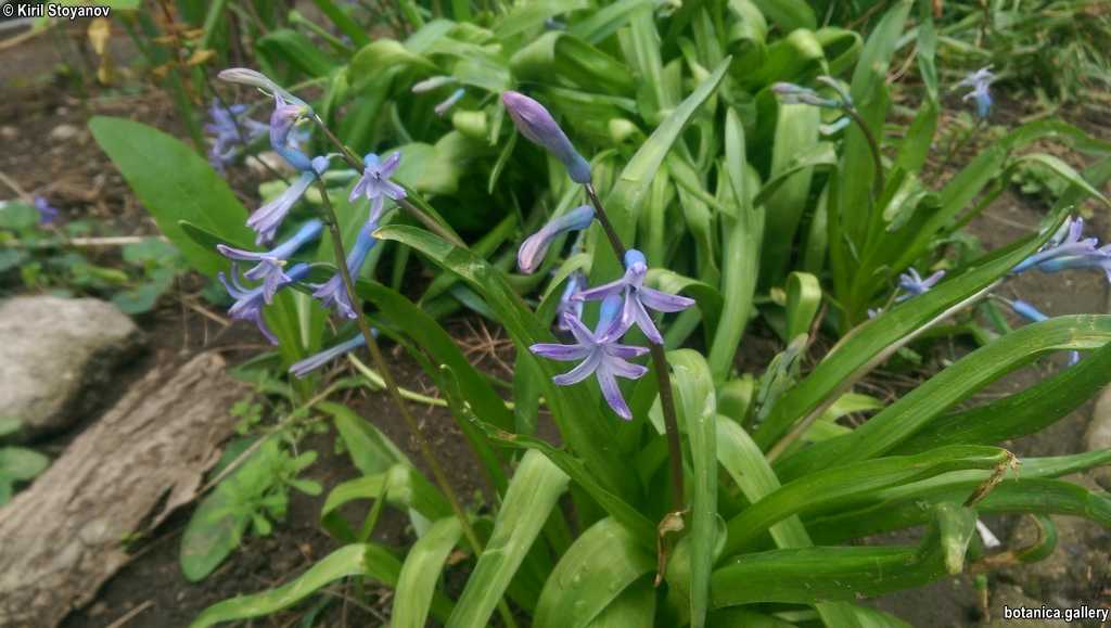 Hyacinthoides non-scripta