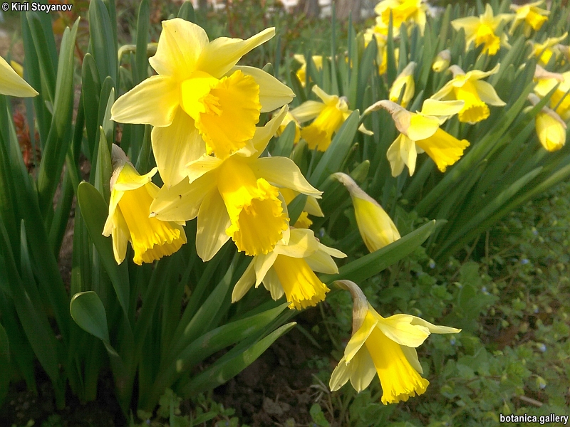 Narcissus pseudonarcissus