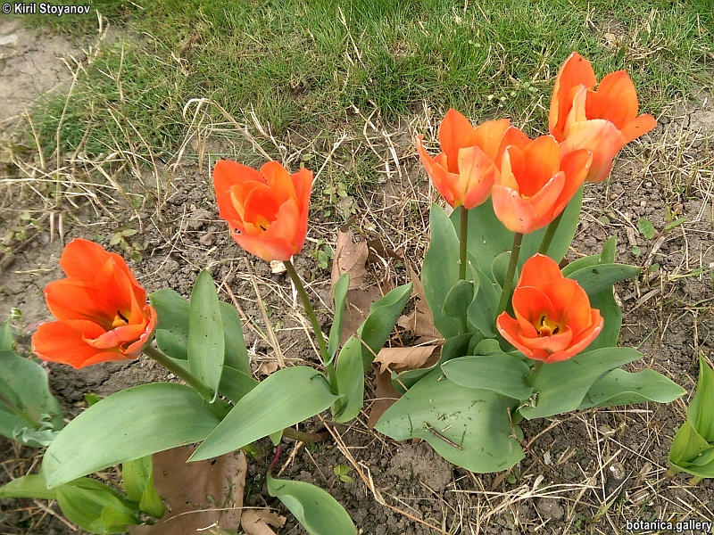 Tulipa gesneriana